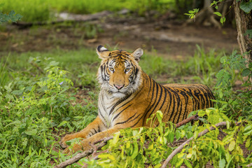 Tigers are resting on a hot day