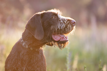 beautiful portrait of drahhaar dog in field against the light