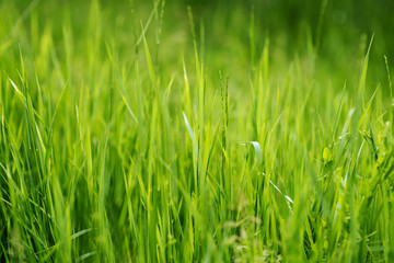 Green grass in park.