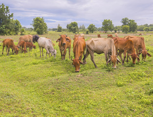 Naklejka na ściany i meble The cattle in the pasture