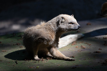 Meerkat