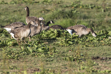 Kanadagans-Hybride (Branta canadagensis)