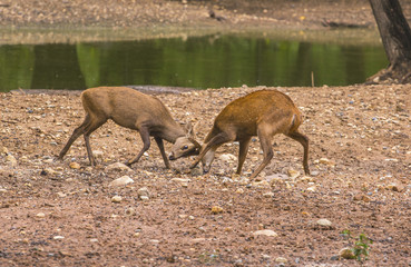 Fototapeta premium Deer in the zoo