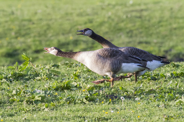 Kanadagans-Hybride (Branta canadagensis)