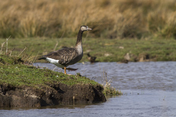 Kanadagans-Hybride (Branta canadagensis)