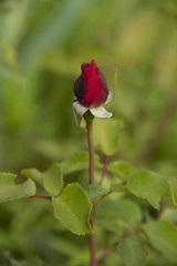 rose on a light green background