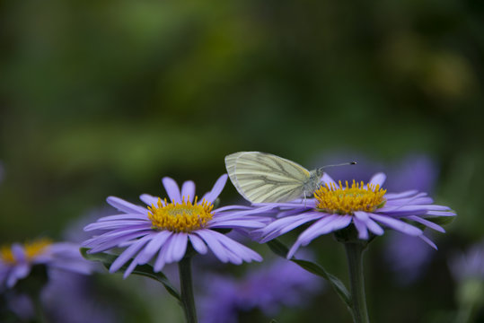 Butterfly on a lilac Alpine camomile - a green background