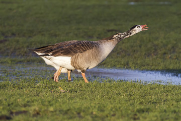 Kanadagans-Hybride (Branta canadagensis)