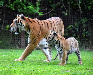 tigre siberiano
