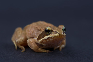 Frog on a black isolated background. Frog.
