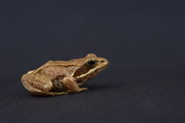 Frog on a black isolated background. Frog.
