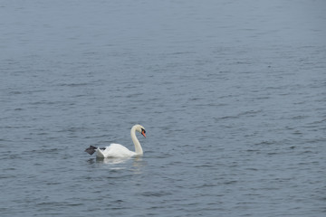 Fototapeta premium Trumpeter Swan 