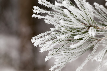 Naklejka na ściany i meble Needles in the frost