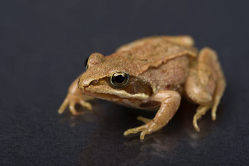 Frog on a black isolated background. Frog.

