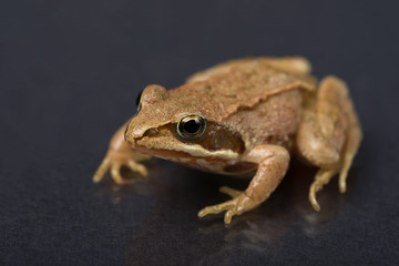 Frog on a black isolated background. Frog.
