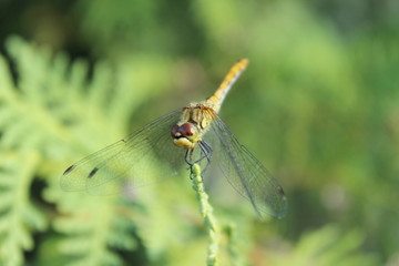 Dragonfly