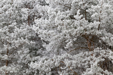 Frost on needles of pine