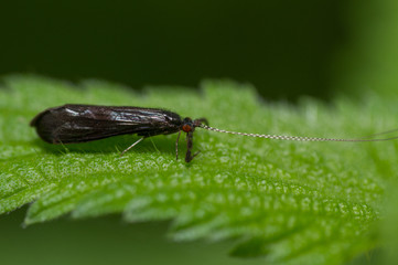 Mystacides sp longhorn caddisfly