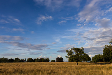 evening in Jaegersborg Dyrehave park, north of Copenhagen