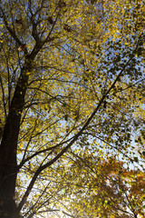 Yellow maple foliage
