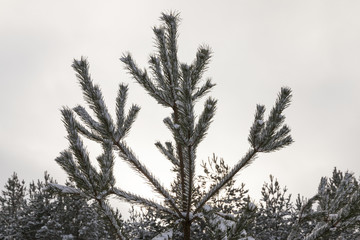 Snow drifts in winter