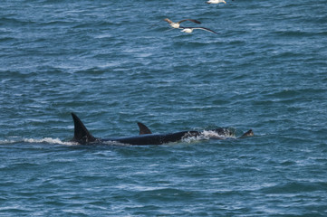Fototapeta premium Orca attacking sea lions, Patagonia Argentina