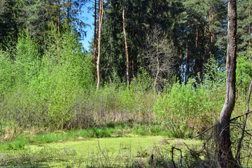 Swamp in a pine forest in the spring. A young growth of birch and aspen trees surround the pond. The pond is covered with duckweed.
