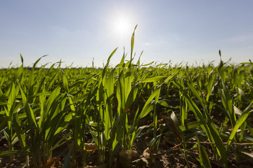 Fototapeta na wymiar wheat young