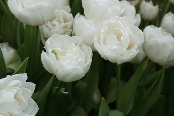 Background of blooming tulips with green leaves