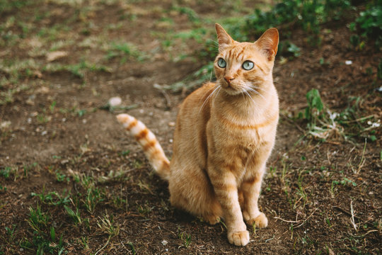Ginger cat outdoor