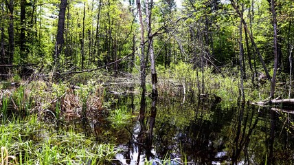 Obraz premium Photos taken in the great outdoors