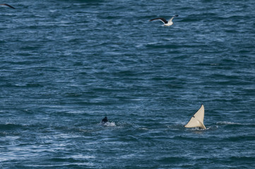 Naklejka premium Orca attacking sea lions, Patagonia Argentina