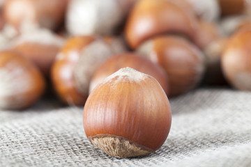hazelnut shell