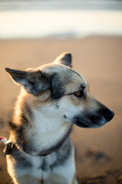 Portrait of Mixed Breed Dog on Beach