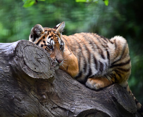 tigre siberiano
