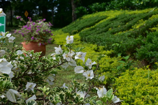  Summer Flower