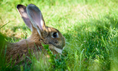 Cute rabbit sitting on green grass in the garden. The concept of wildlife. The idea of the concept of day and kindness.