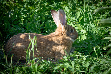 Cute rabbit sitting on green grass in the garden. The concept of wildlife. The idea of the concept of day and kindness.