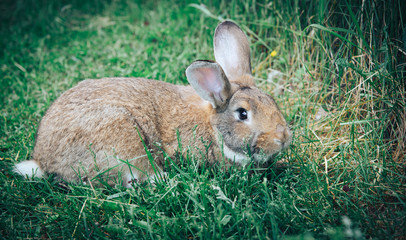 Cute rabbit sitting on green grass in the garden. The concept of wildlife. The idea of the concept of day and kindness.
