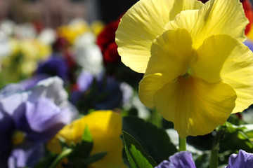 Yellow flower