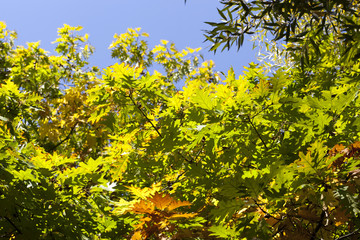 Fototapeta na wymiar colored oak foliage
