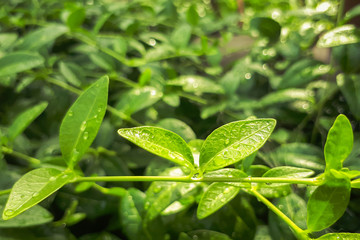 Fototapeta na wymiar Water drops after rain on green leaves