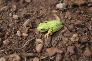 perereca