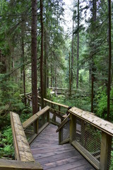Fototapeta premium Boardwalk in the Forest