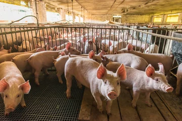Fotobehang Pig farms in confinement mode © Antonello 