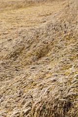 new crop of cereals