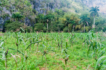 Fototapeta na wymiar Corn field in Guasasa valley near Vinales, Cuba