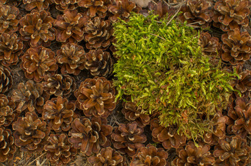 Moss on pine cone background. Forest floor