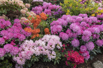 Rhododendronblüte