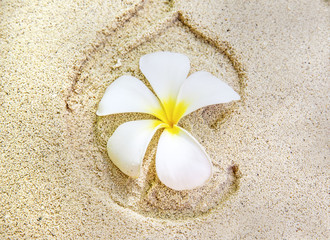 Fototapeta na wymiar White orchid in the sand